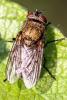Pollenia sp.